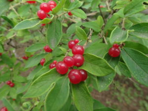 ヒョウタンボク　果実